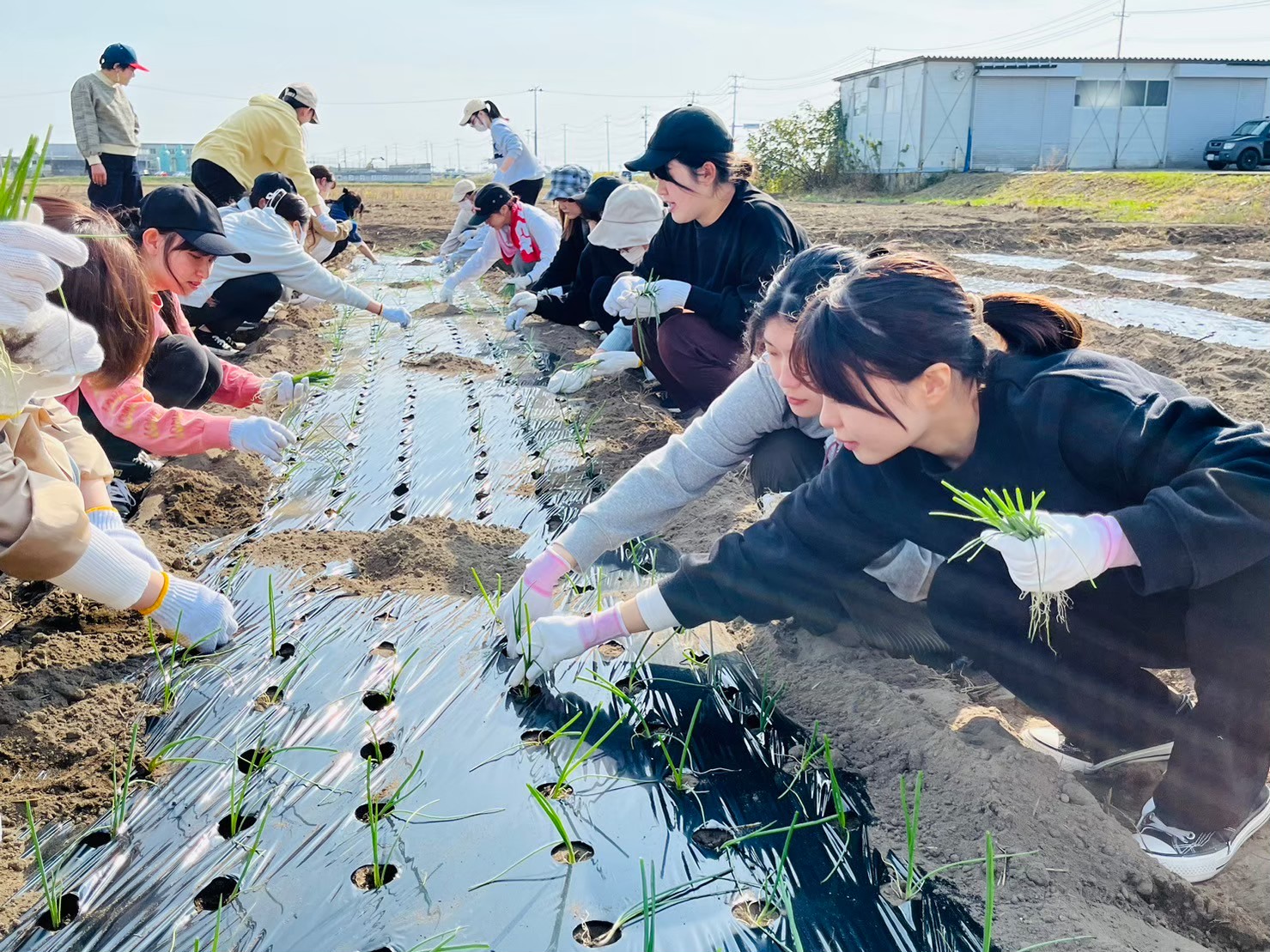 玉ねぎの植え付け