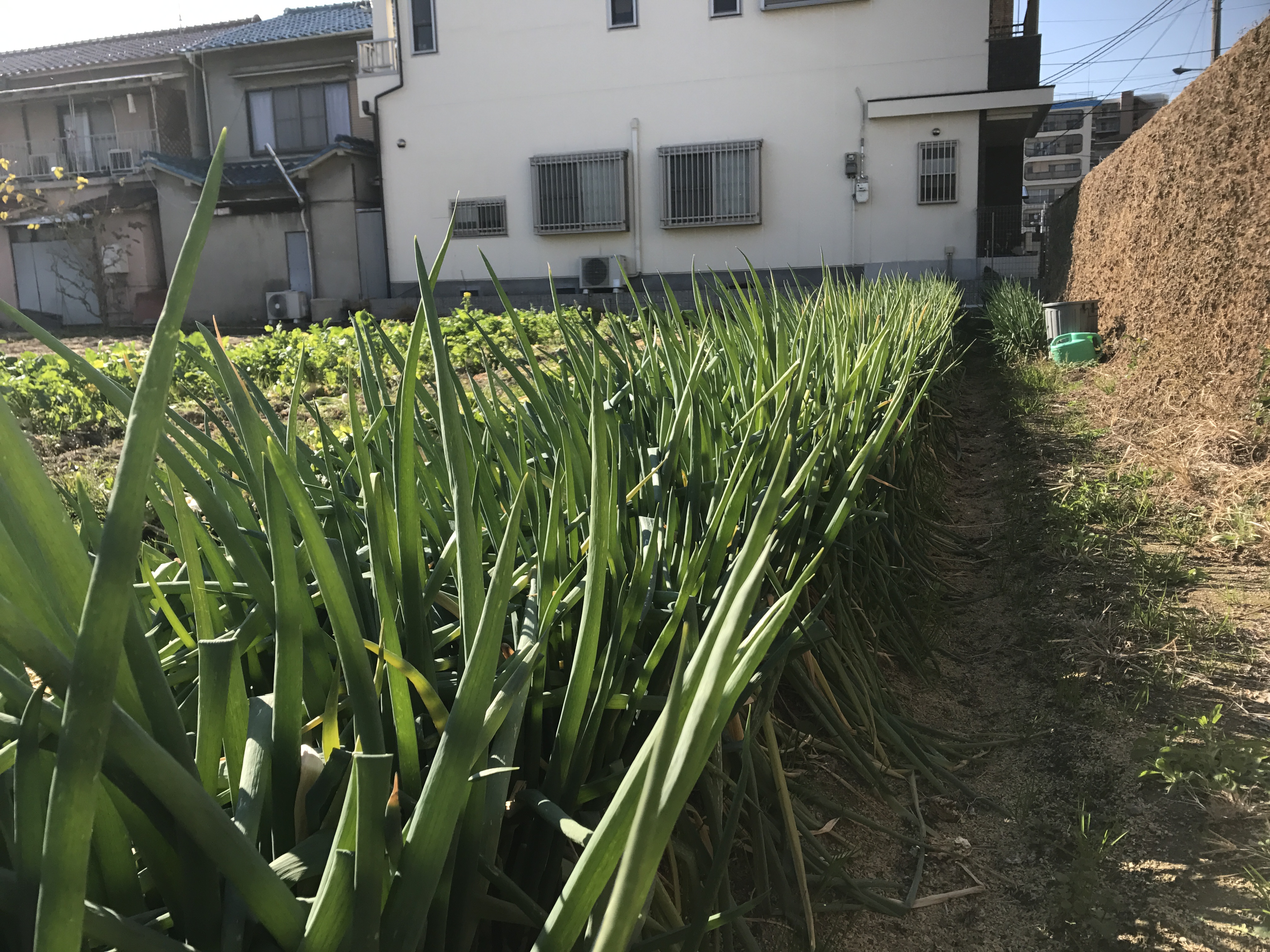 難波ねぎ収穫（イメージ）