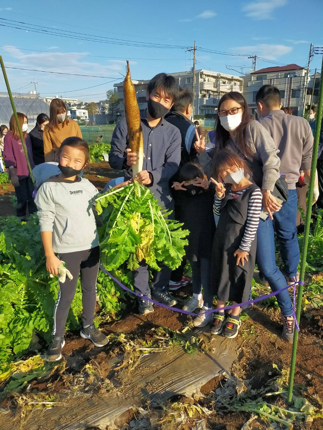 江戸東京野菜収穫 (1)