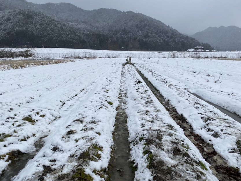 岩津ねぎの畑